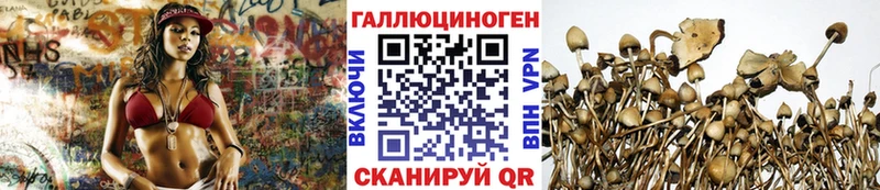 мега   Рудня  Галлюциногенные грибы Psilocybine cubensis  закладки 